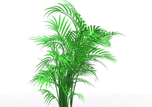 Palm Tree White Background — Stock Photo, Image