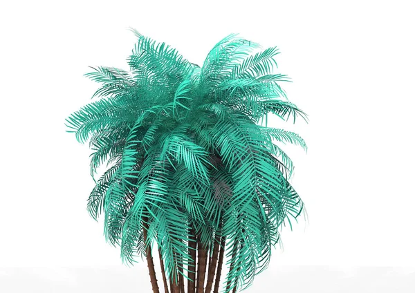 Palmera Sobre Fondo Blanco —  Fotos de Stock