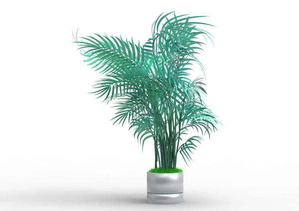 Palmträd Vit Bakgrund — Stockfoto