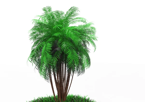 Palmera Sobre Fondo Blanco — Foto de Stock