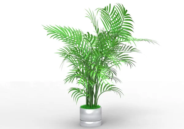 Palm Tree White Background — Stock Photo, Image