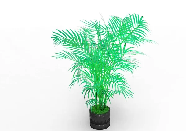 Palmera Sobre Fondo Blanco — Foto de Stock