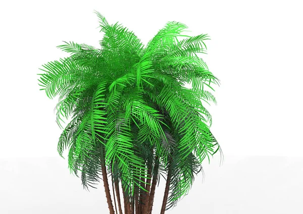 Palmera Sobre Fondo Blanco —  Fotos de Stock