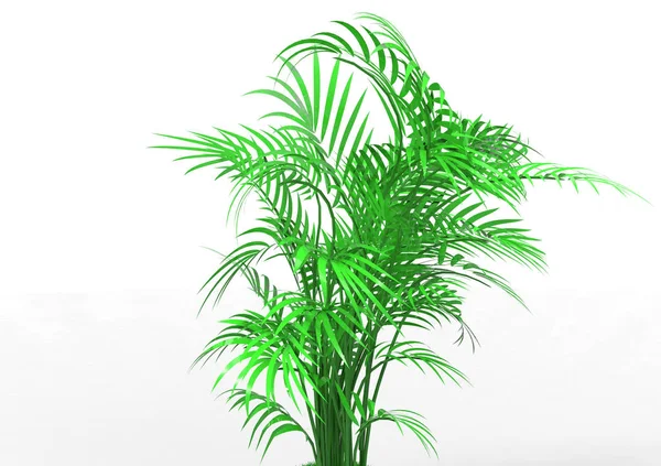 Palm Tree White Background — Stock Photo, Image