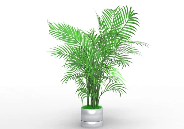 棕榈树在白色背景 — 图库照片