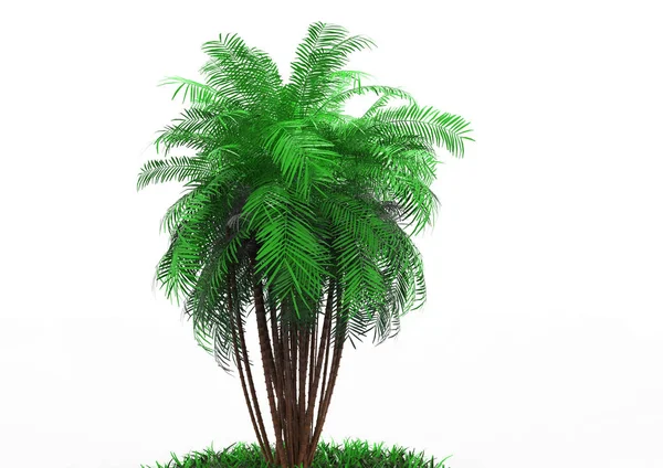 Palm Tree White Background — Stock Photo, Image