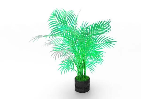 Palmboom Een Witte Achtergrond — Stockfoto