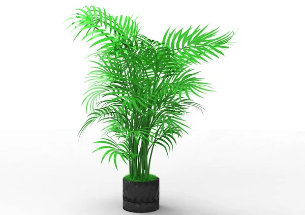 Palm Tree White Background — Stock Photo, Image