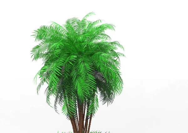 Palmera Sobre Fondo Blanco —  Fotos de Stock