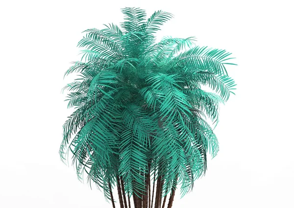 Palmera Sobre Fondo Blanco —  Fotos de Stock