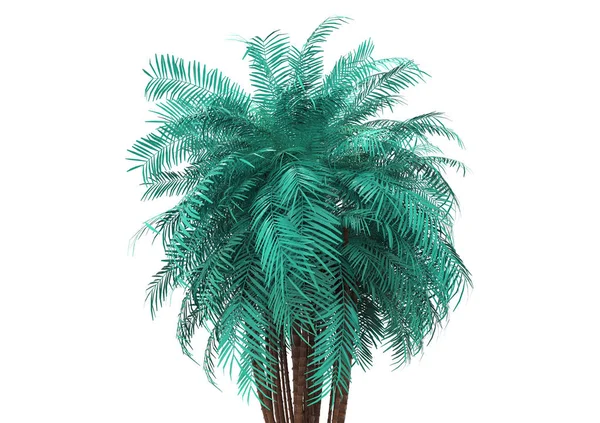 Palmera Sobre Fondo Blanco — Foto de Stock