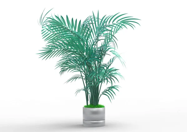 Palmu Valkoisella Pohjalla — kuvapankkivalokuva