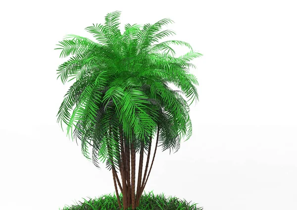 Palmera Sobre Fondo Blanco — Foto de Stock