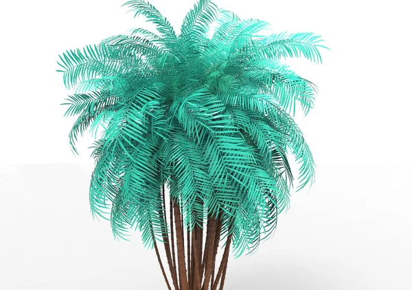 Palmera Sobre Fondo Blanco —  Fotos de Stock