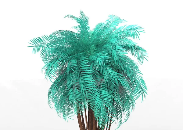 Palmera Sobre Fondo Blanco —  Fotos de Stock