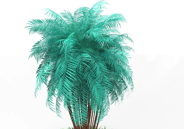 Palmera Sobre Fondo Blanco —  Fotos de Stock