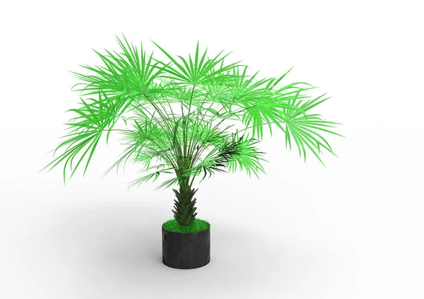 棕榈树在白色背景 — 图库照片