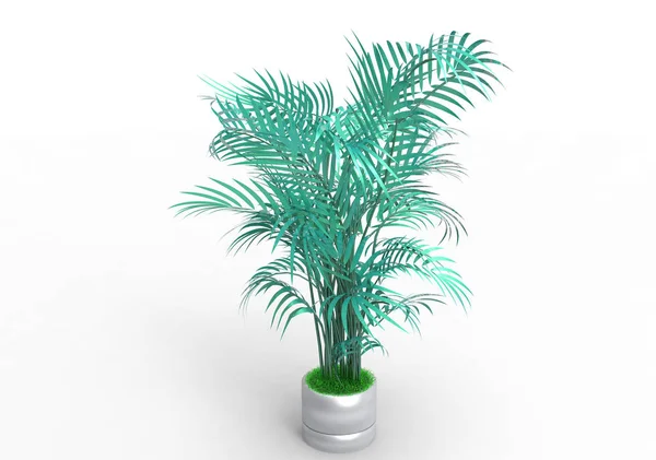 Palm Tree White Background — Stock Photo, Image