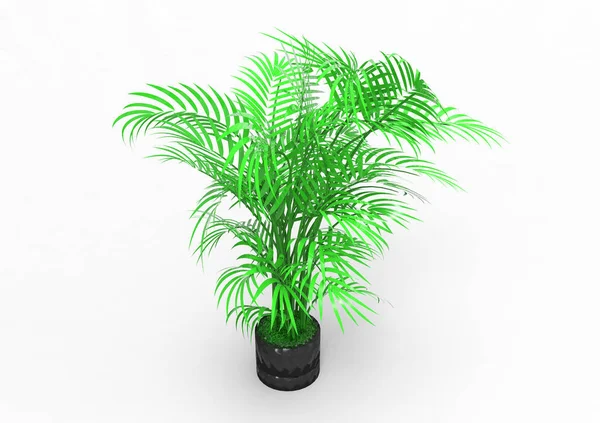 Palm Tree White Background — Stock Photo, Image