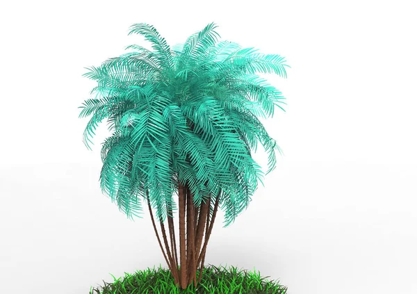 Palmeira Sobre Fundo Branco — Fotografia de Stock