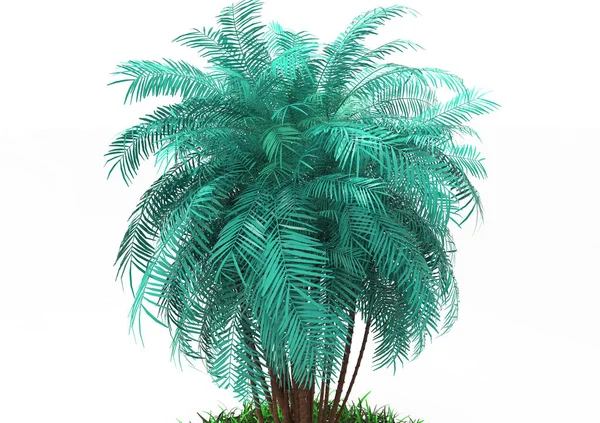 Palmera Sobre Fondo Blanco — Foto de Stock