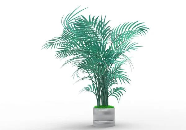 Beyaz Bir Arka Plan Üzerinde Palmiye Ağacı — Stok fotoğraf