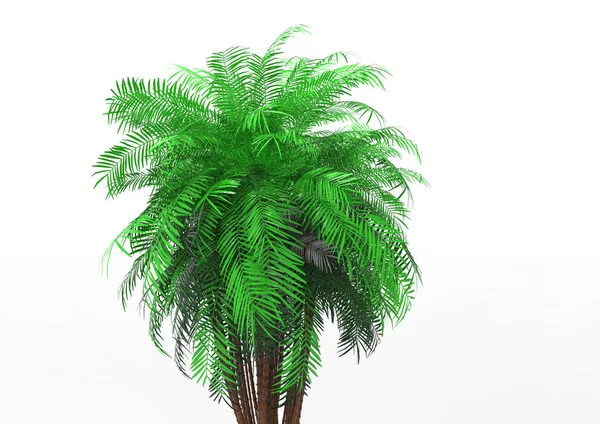 Palmera Sobre Fondo Blanco — Foto de Stock