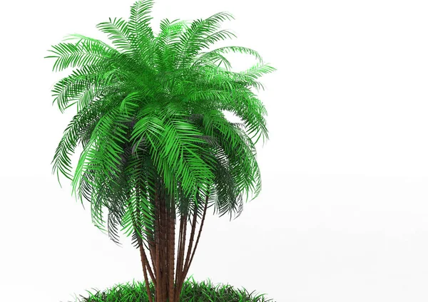 Palme Auf Weißem Hintergrund — Stockfoto