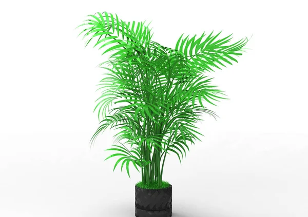 Palm Tree White Background — Stock Photo, Image