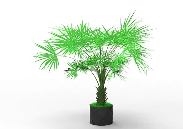 Palm Tree White Background — Stock Photo, Image