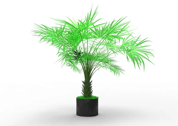 Palm Tree White Background — Stock Photo, Image