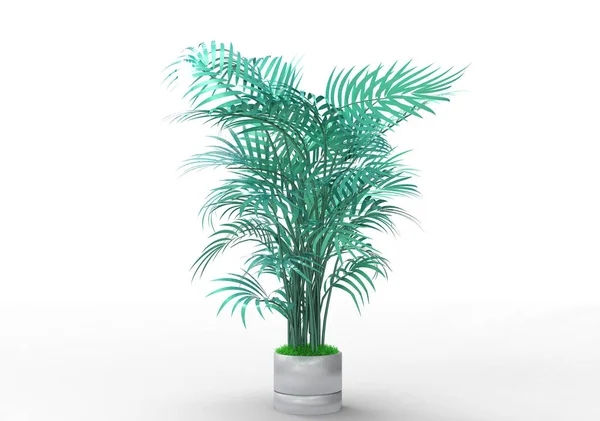 Palmträd Vit Bakgrund — Stockfoto