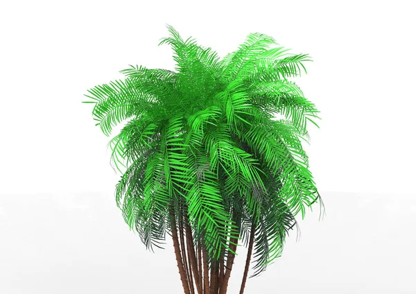 Palmy Białym Tle — Zdjęcie stockowe
