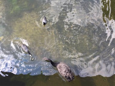 ördekler ayrı tut moduyla arka plan görünümünü