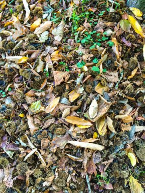 izole yaprak arka plan birimi