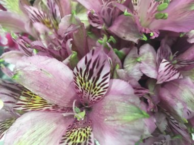 çiçekler closeup izole arka plan