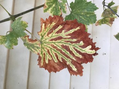 Ejderha yaprak izole arka plan