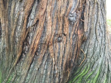 arka plan olarak Ahşap dokulu yüzeyi  