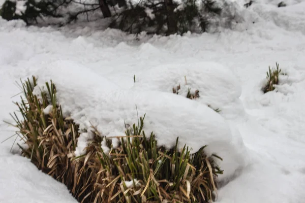 Aire Libre Nieve Aislar Fondo — Foto de Stock