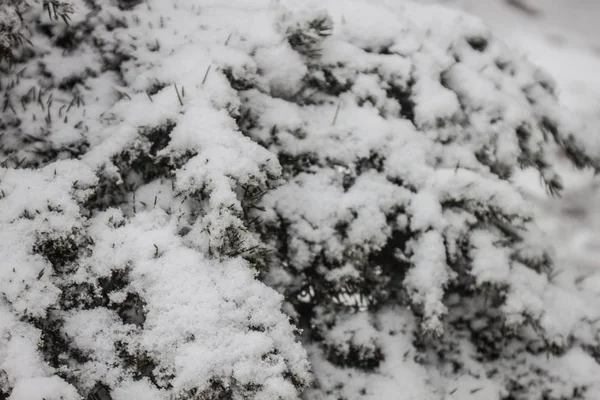 Freien Schnee Isolieren Hintergrund — Stockfoto