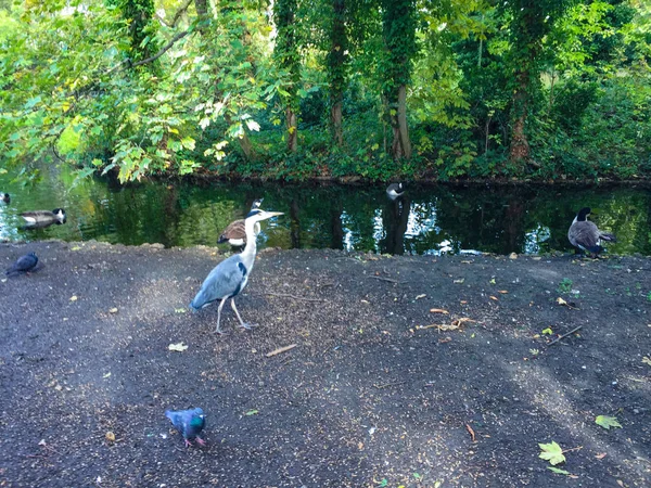 Vista Fondo Aislado Patos — Foto de Stock