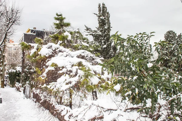 Aire Libre Nieve Aislar Fondo —  Fotos de Stock