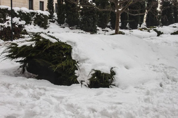 Aire Libre Nieve Aislar Fondo —  Fotos de Stock