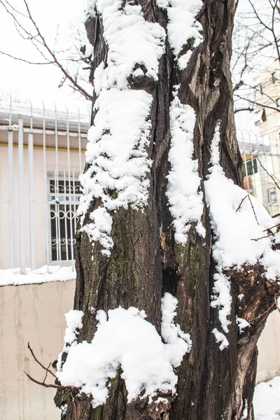 Aire Libre Nieve Aislar Fondo —  Fotos de Stock