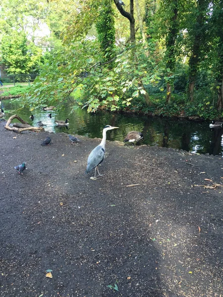 Vista Fondo Aislado Patos — Foto de Stock