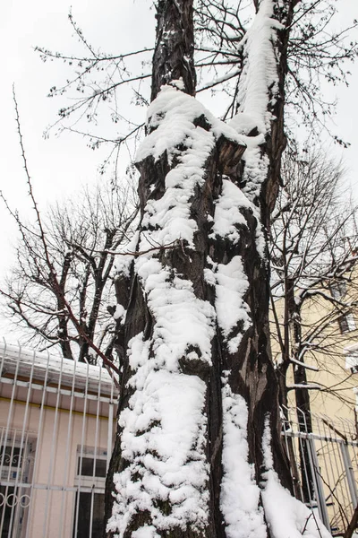 Aire Libre Nieve Aislar Fondo —  Fotos de Stock