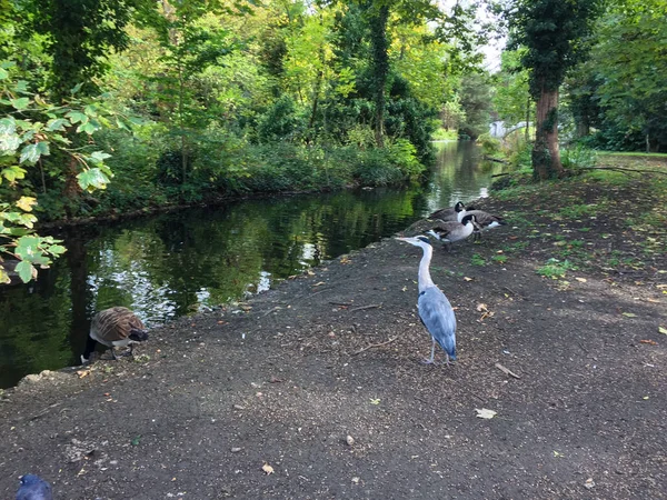 Weißer Schwan Isolierten Hintergrund — Stockfoto