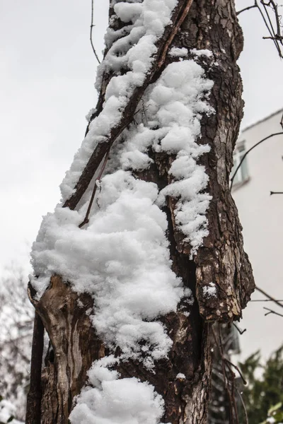 Freien Schnee Isolieren Hintergrund — Stockfoto