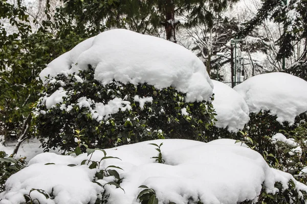 Freien Schnee Isolieren Hintergrund — Stockfoto