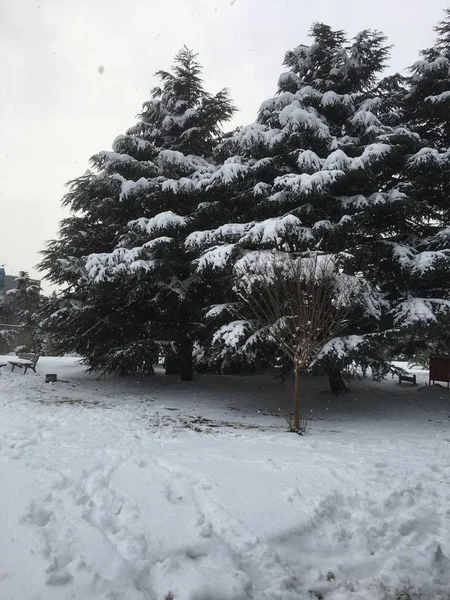 Aire Libre Nieve Aislar Fondo —  Fotos de Stock